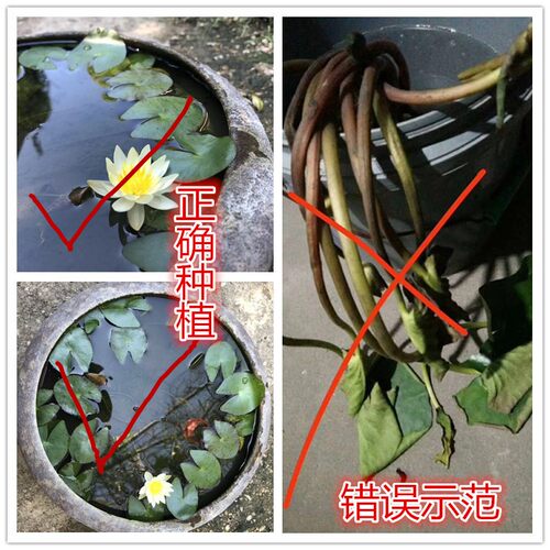 睡莲水培植物带花苞发货四季池塘鱼缸水生植物庭院莲花荷花苗 - 图0