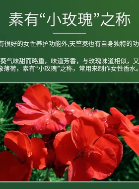 粤渝天竺葵精油控油身体收缩毛孔