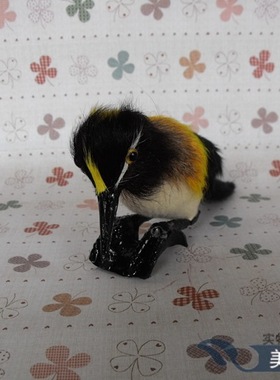 仪器教学鸟类摄影道具静态模型