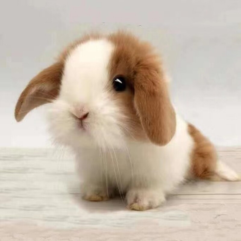 垂耳兔子活物 儿童家养宿舍迷你小体型宠物兔荷兰血统 折耳兔活体,淘宝优惠券,粉丝福利购,淘宝优惠卷