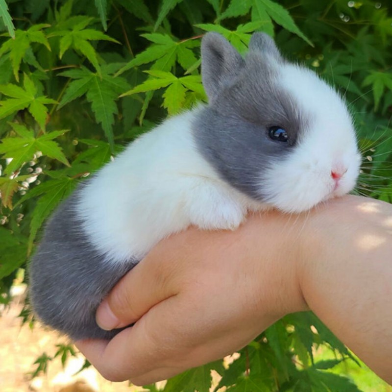 小型侏儒兔子活物黄白灰白黑白道奇儿童好养迷你宠物兔垂耳兔活体 - 图0