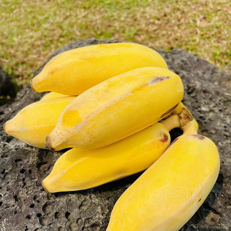 糯糯甜甜顺丰香蕉海南芭蕉小米蕉粉蕉苹果蕉3斤5斤装新鲜banana-图0