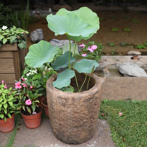 创意复古仿根雕花器荷花盆缸多肉植物花盆阳台造景摆件庭院装饰品 - 图1