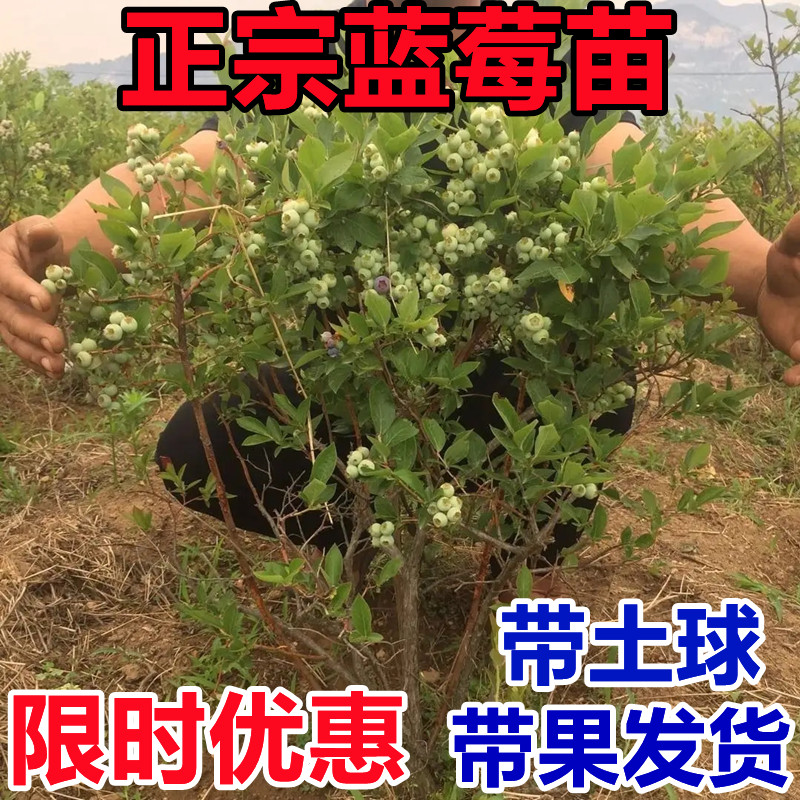 特大蓝莓树果苗盆栽地栽带果发货南北方种植奥尼尔蓝莓苗当年结果 - 图1