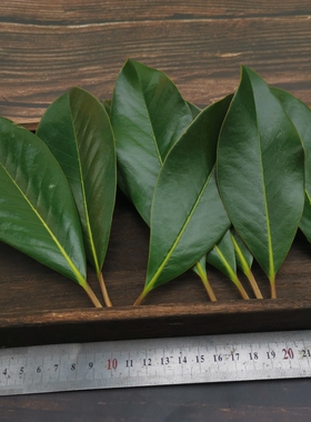 广玉兰树叶荷花玉兰树叶望春花树叶天然新鲜干植物标本叶子材料包