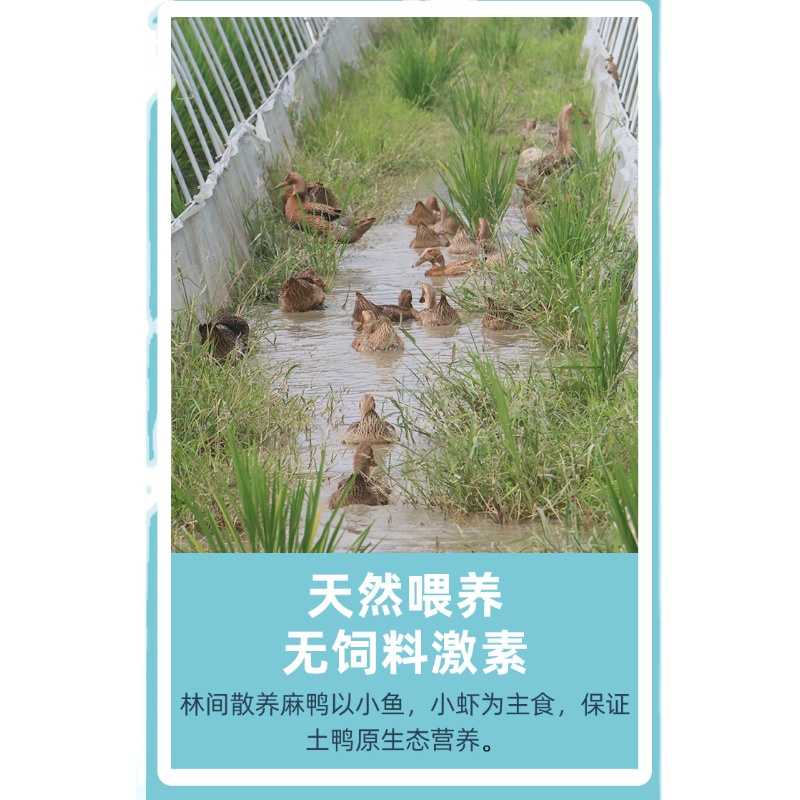 2只3年老土鸭老麻鸭老水鸭农家原粮喂养散养清热下火现杀整鸭顺丰 - 图2