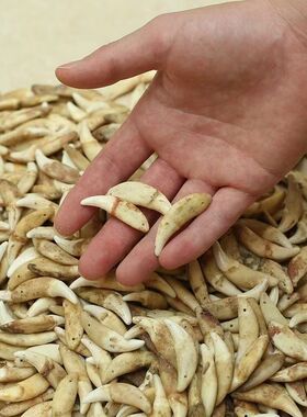 原色狗牙齿宝宝吊坠饰品