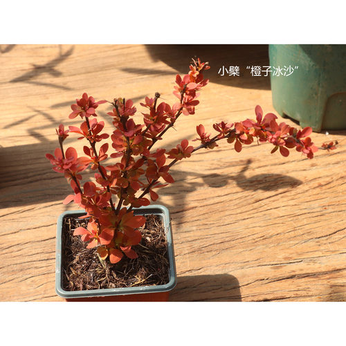 [嘉瑞] 耐寒灌木  进口日本小檗 橙子冰沙 橙色日出 - 图2