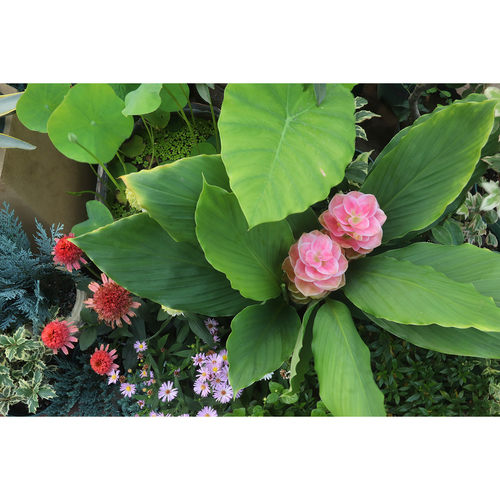 【嘉瑞】耐热花期长  姜荷花“口红”“橙色印象”盆栽苗 - 图1