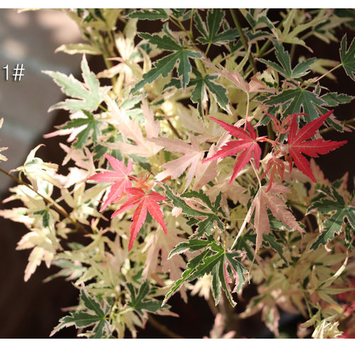5.4直播专用，看中下单，勿乱拍， 【嘉瑞】一物一拍  植物盆栽 - 图0