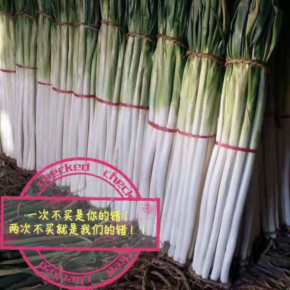 山东章丘大葱高白脆甜5斤9斤包邮礼盒生吃蘸酱精选葱王特级 - 图0
