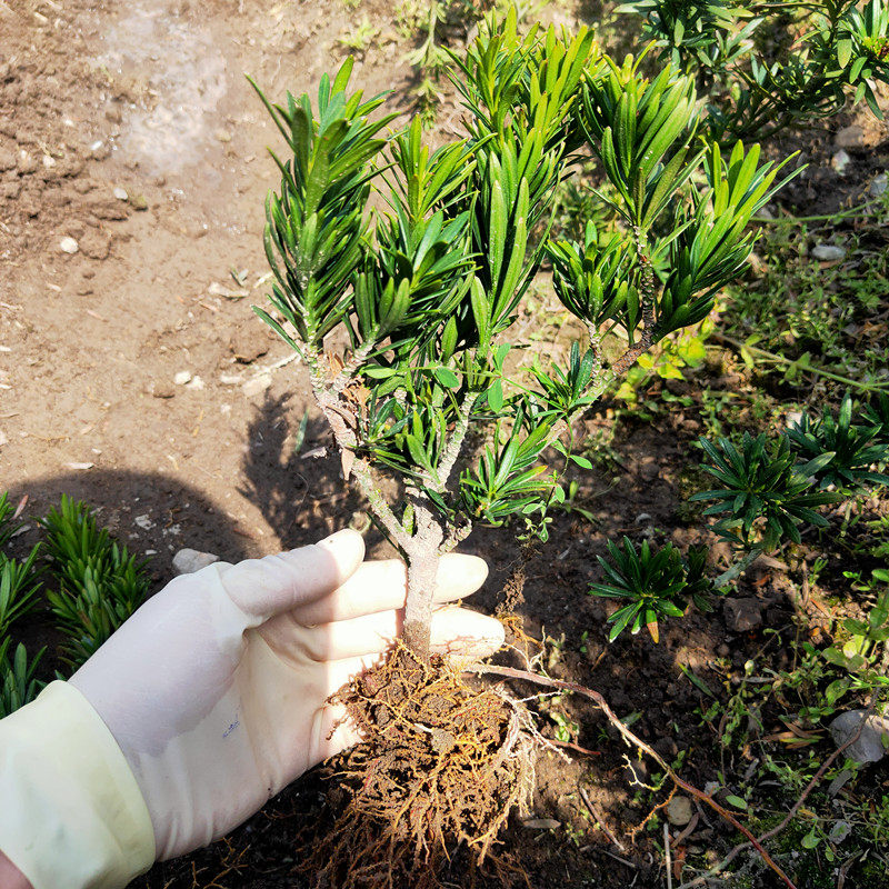 包邮雀舌菊花芯罗汉松 矮桩盆景苗 素材苗绿植造型 四季青 扦插苗,淘宝优惠券,粉丝福利购,淘宝优惠卷