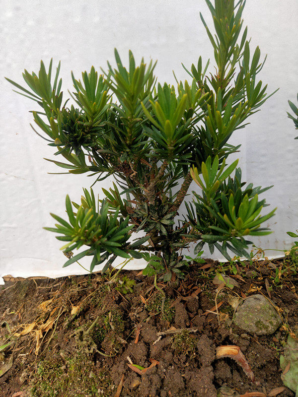 包邮雀舌菊花芯罗汉松 矮桩盆景苗 素材苗绿植造型 四季青 扦插苗,淘宝优惠券,粉丝福利购,淘宝优惠卷