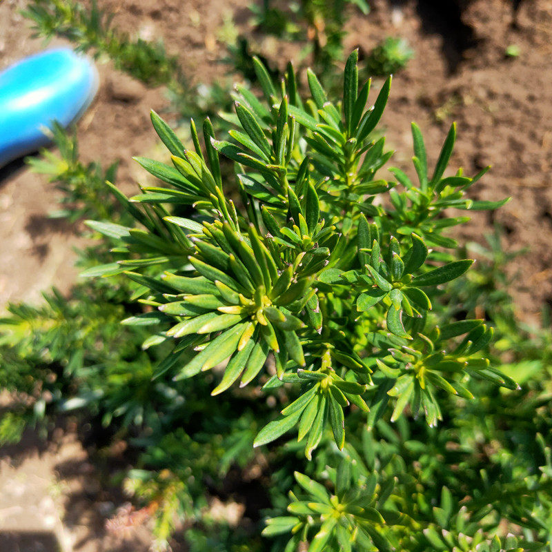 包邮雀舌菊花芯罗汉松 矮桩盆景苗 素材苗绿植造型 四季青 扦插苗,淘宝优惠券,粉丝福利购,淘宝优惠卷