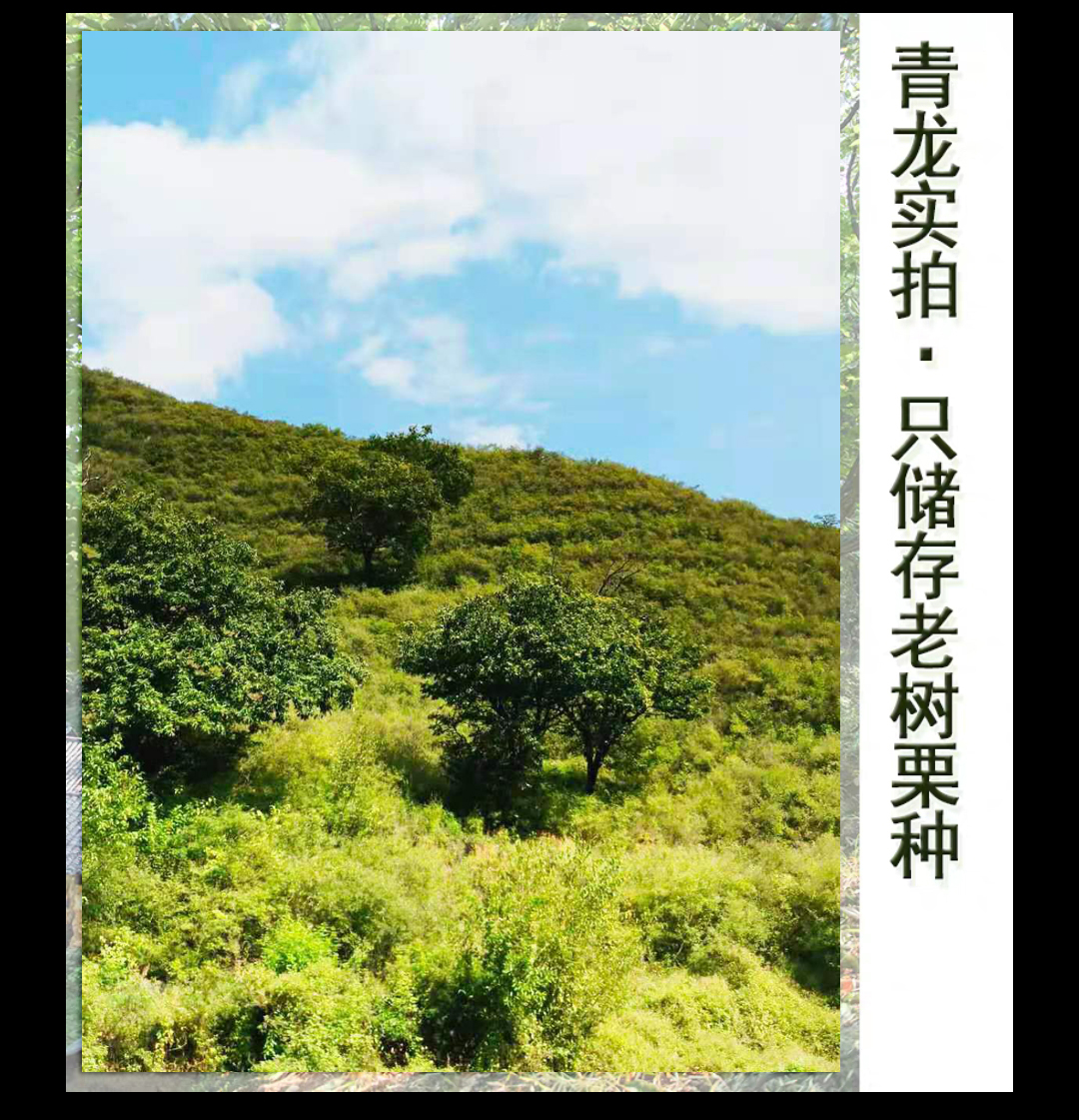 青龙板栗  新鲜生京东燕山油栗子 非宽城迁西遵化怀柔 软糯香甜 - 图2