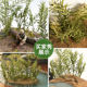 Vegetation reeds flowers sand table material model diy scene simulation production waterscape bamboo small trees shrubs