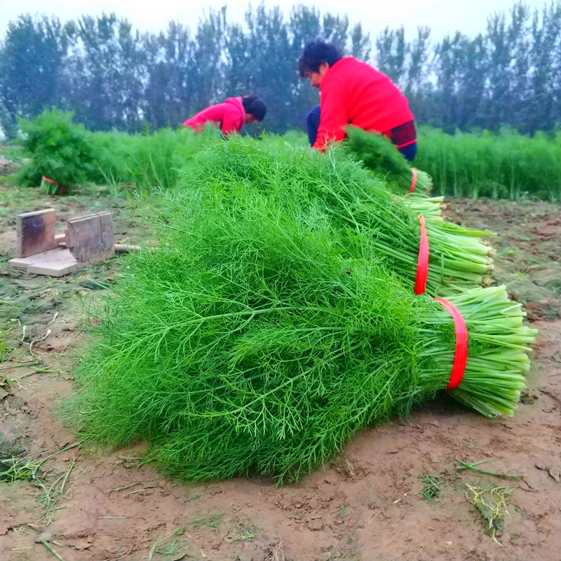 小茴香菜新鲜包邮时令绿色蔬菜新鲜农家特产茴香苗坏单包赔不带根-图0