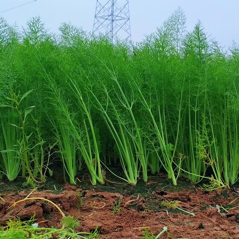 小茴香菜新鲜包邮时令绿色蔬菜新鲜农家特产茴香苗坏单包赔不带根-图1