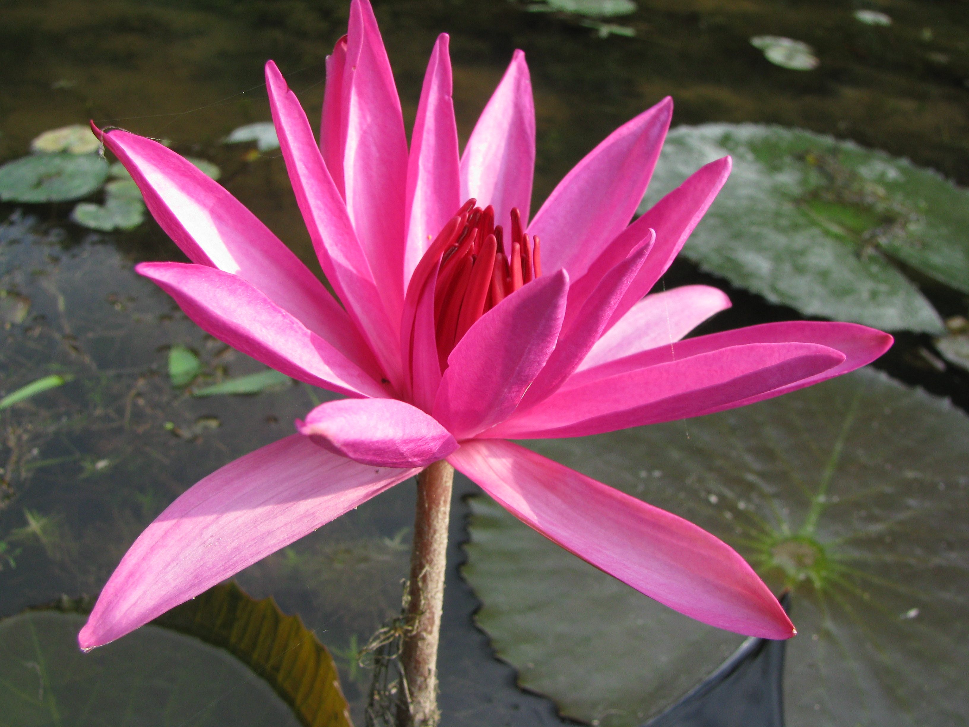 红色大型印度红睡莲香味夜晚开放莲花盆花栽池种水生品种茎植物 湖南美丽莲花园种莲翁杨德高 淘优券