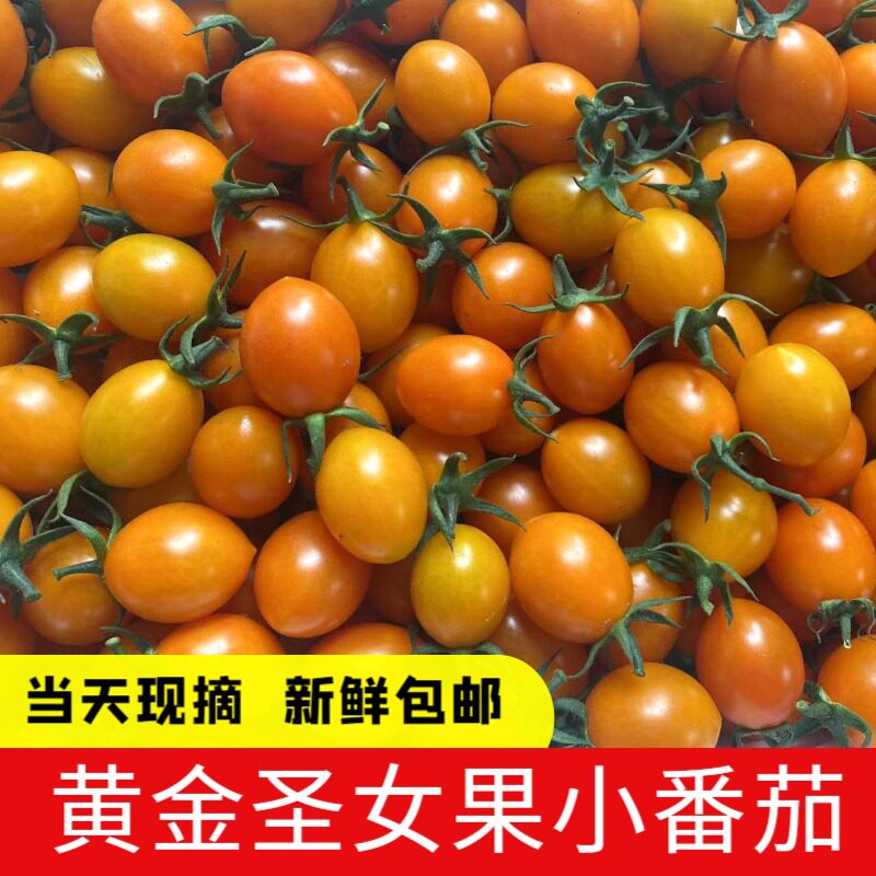 黄金圣女果新鲜樱桃千禧小番茄水果小太阳黄色西红柿当天现摘现发