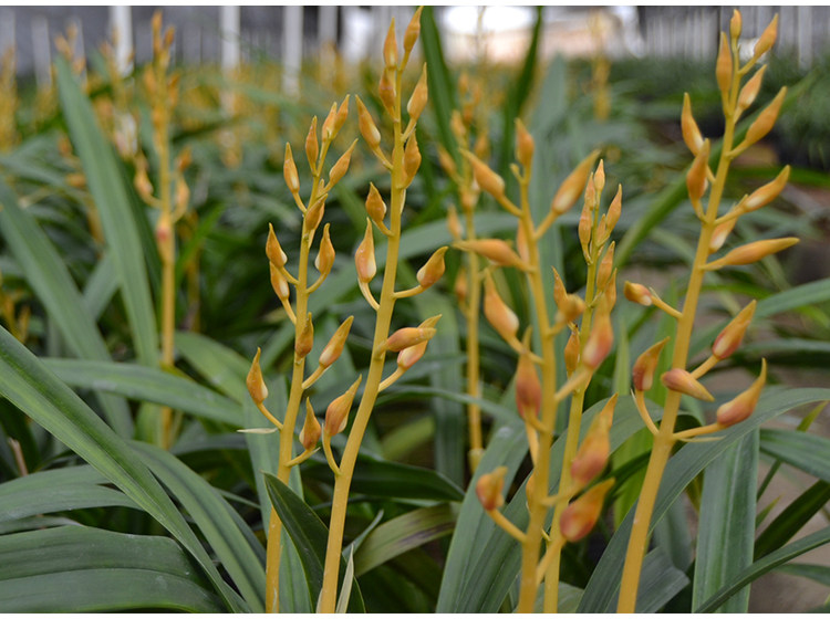 兰苗墨兰 中国牛 中等株型新年一定牛稀有橘色花年宵绿植盆栽清香