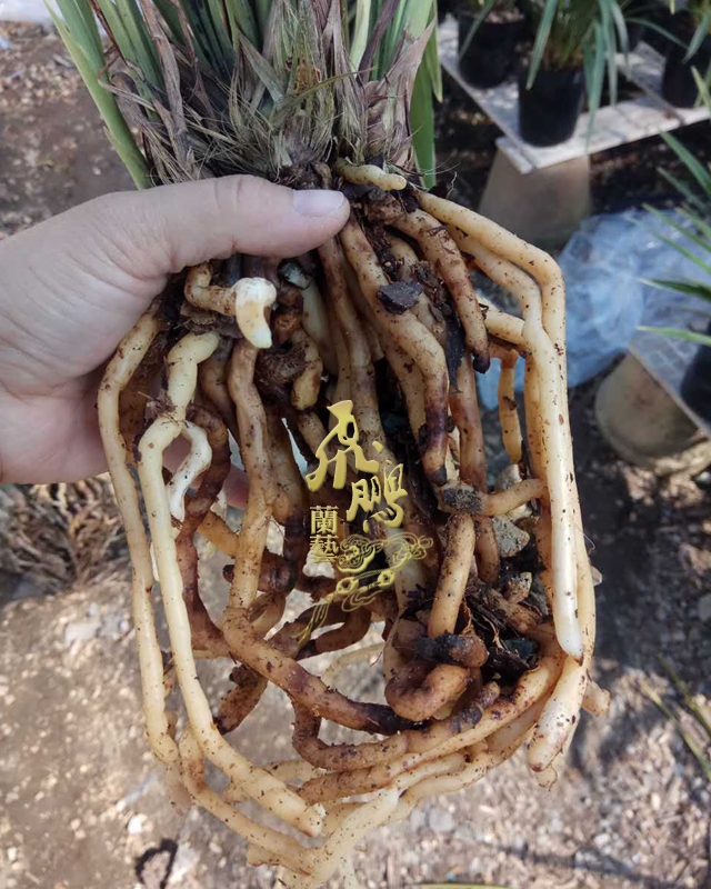 宋代贡品兰花苗建兰 银边大贡 正宗广东四季兰素花带桃腮绿植阳台 - 图2