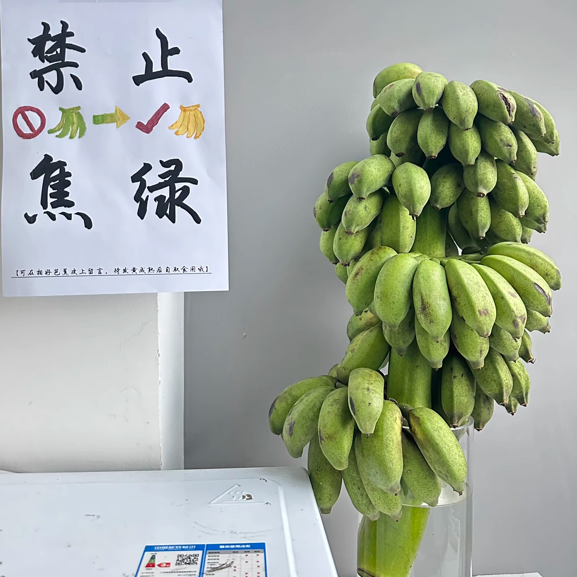 整株广西小米蕉桌面绿植可观赏可食用 - 图2