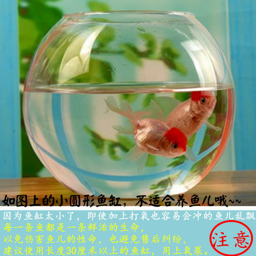 潘氏小尾兰寿金鱼活体精品黑五花樱花寿红白寿紫水墨重墨包活好养 - 图2