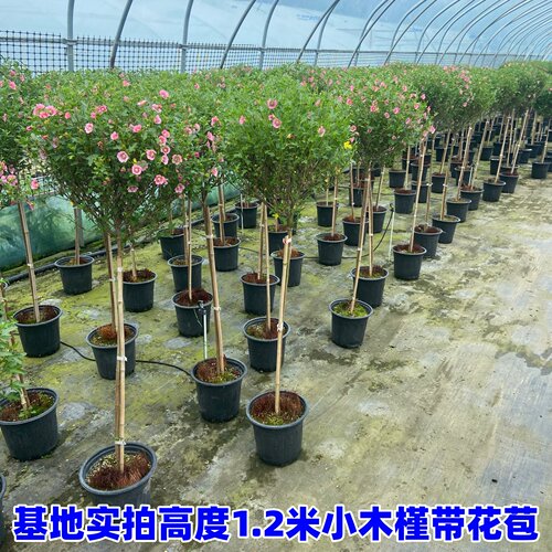 小木槿棒棒糖盆栽花苗小苗阳台庭院 耐热植物微草莓独杆 - 图0