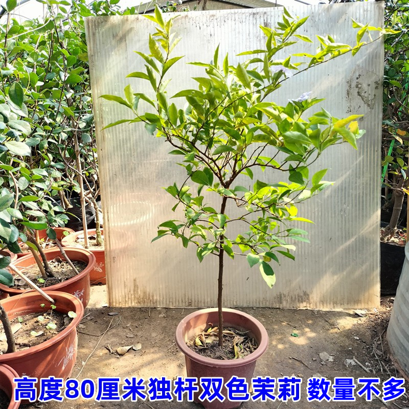 双色茉莉盆栽双色花苗鸳鸯茉莉白茉莉阳台室内外盆栽芳香花卉-图0