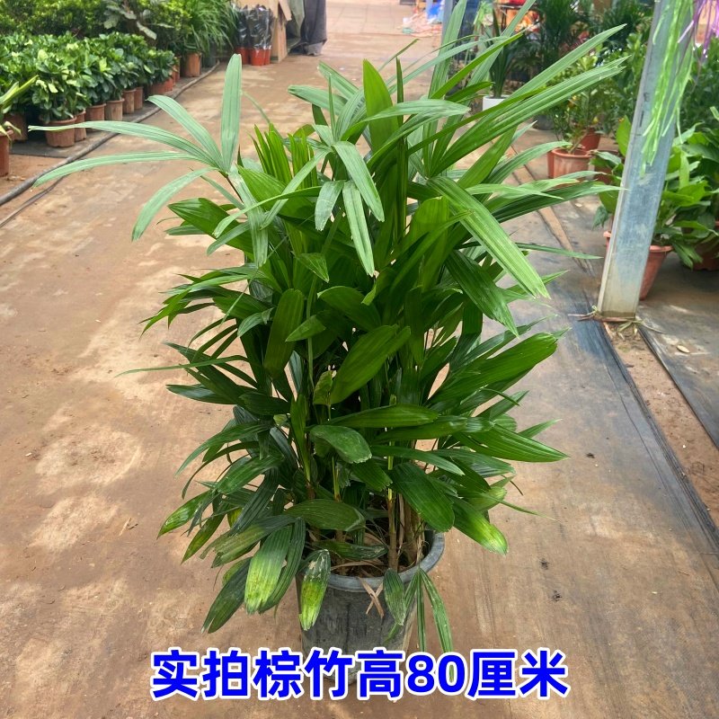 棕竹盆栽山棕室内植大型绿植花卉盆栽观叶植物四季常青净化空气,淘宝优惠券,粉丝福利购,淘宝优惠卷