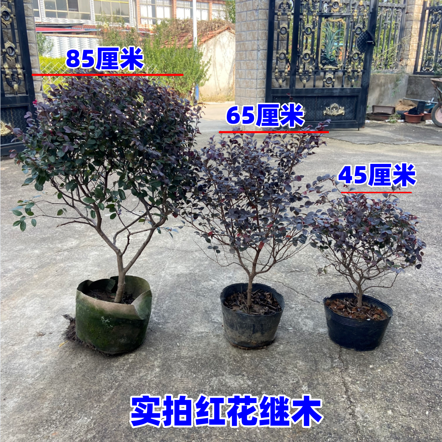 庭院别墅红花继木红花继木盆栽地栽室外耐寒彩色苗木冬天不落叶,淘宝优惠券,粉丝福利购,淘宝优惠卷