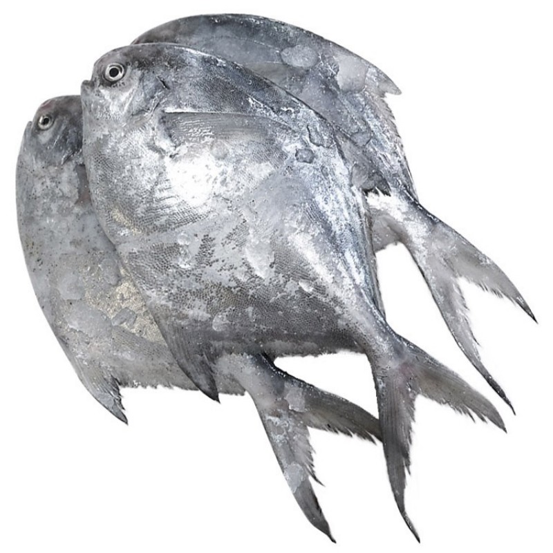 舟山银鲳鱼鲜活速冻野生海捕小白鲳鳊鱼平鱼新鲜海鱼海鲜水产 2斤 - 图3