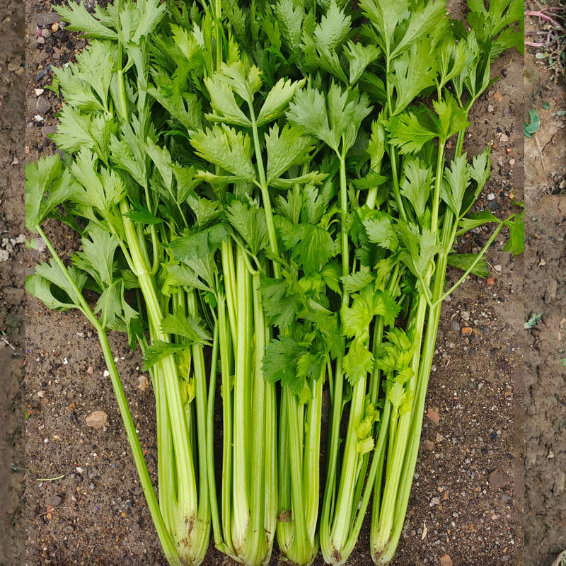 皇冠西芹种子实心芹菜耐热耐寒纤维少抽苔晚早熟四季基地品种