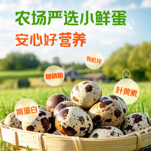 神丹鹌鹑铁蛋蜂蜜味鹌鹑卤蛋开袋即食办公休闲零食袋装 - 图1