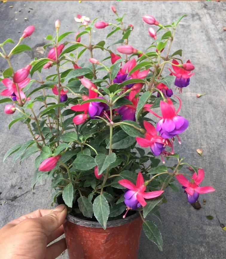 倒挂金钟植物绿植花卉盆栽草花北京包邮花草室