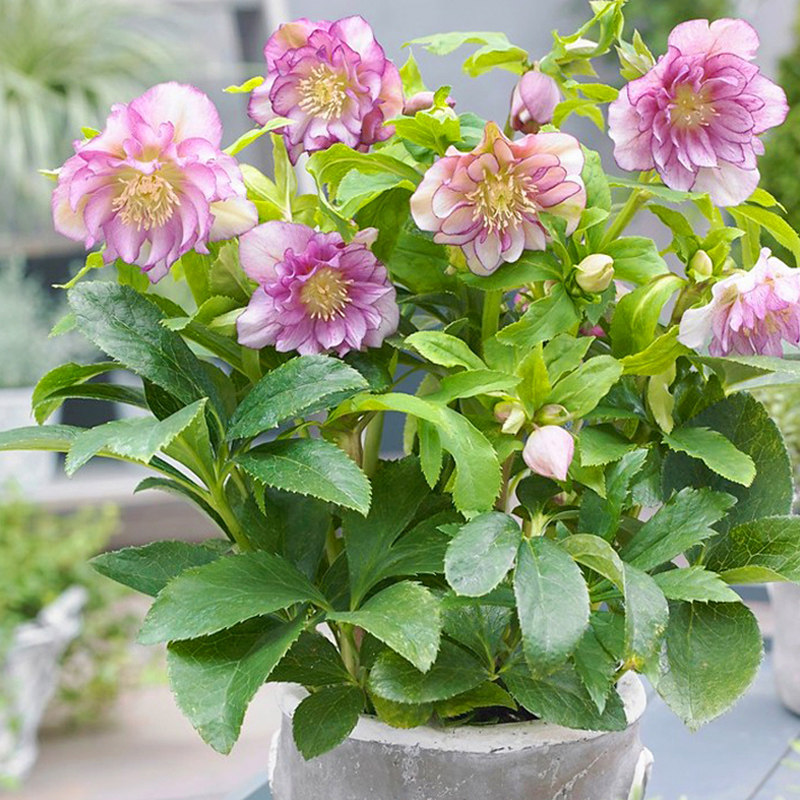铁筷子花苗重瓣盆栽冬季开花庭院耐寒耐阴植物圣诞玫瑰带花苞绿植