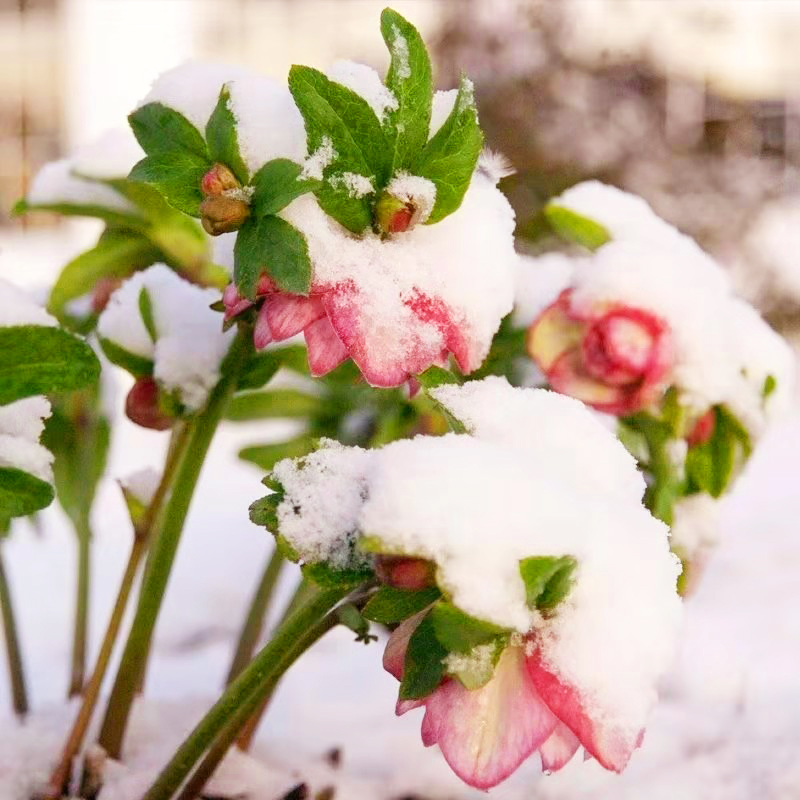 铁筷子圣诞冰雪尼日尔冰霜系列盆栽花苗北方耐寒耐阴植物庭院阳台 - 图3