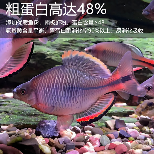 鳑鲏专用鱼饲料小型原生观赏鱼鱼粮增色增艳小颗粒高蛋白通用鱼粮 - 图3
