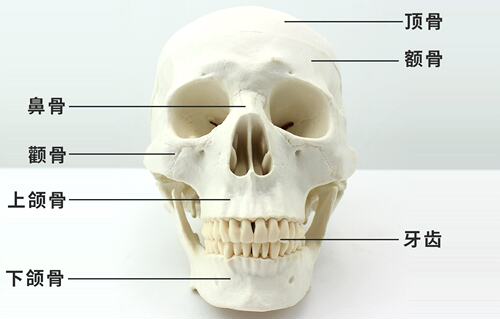ENOVO颐诺医学艺用美术人体头骨模型 亚洲头颅骨解剖模型标本skull颅骨骼结构颅底颅腔 颅盖解剖医生上海教学 - 图3