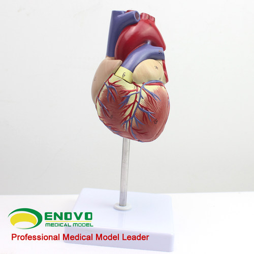 ENOVO颐诺1:1心脏模型可拆卸B超彩超声医学心内科心脏解剖教学冠状动脉心血管血液循环心外科学习模具标本 - 图3