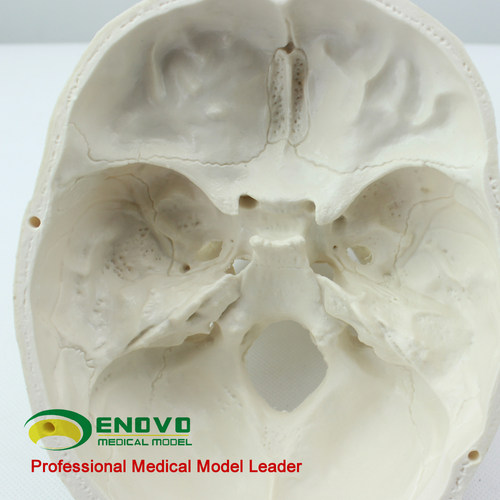 ENOVO颐诺医学艺用美术人体头骨模型 亚洲头颅骨解剖模型标本skull颅骨骼结构颅底颅腔 颅盖解剖医生上海教学 - 图2