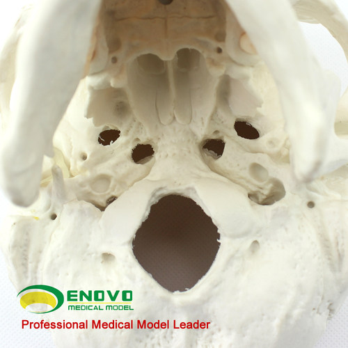 ENOVO颐诺医学艺用美术人体头骨模型 亚洲头颅骨解剖模型标本skull颅骨骼结构颅底颅腔 颅盖解剖医生上海教学 - 图1