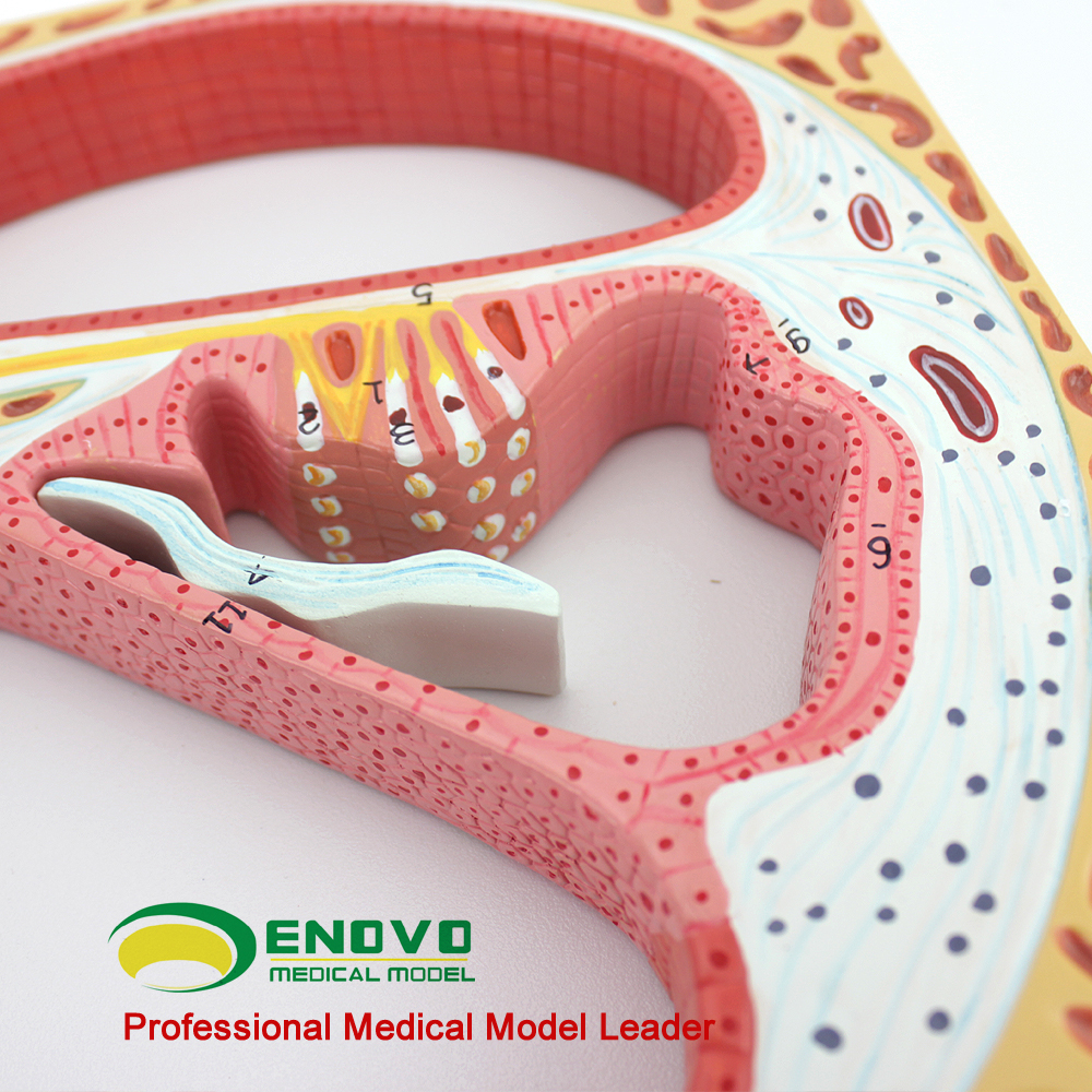 ENOVO颐诺人体螺旋器Corti器科蒂氏器官耳鼻喉科耳朵模型医学内耳螺旋器横断面标本听觉系统感觉器官耳蜗上海-图2