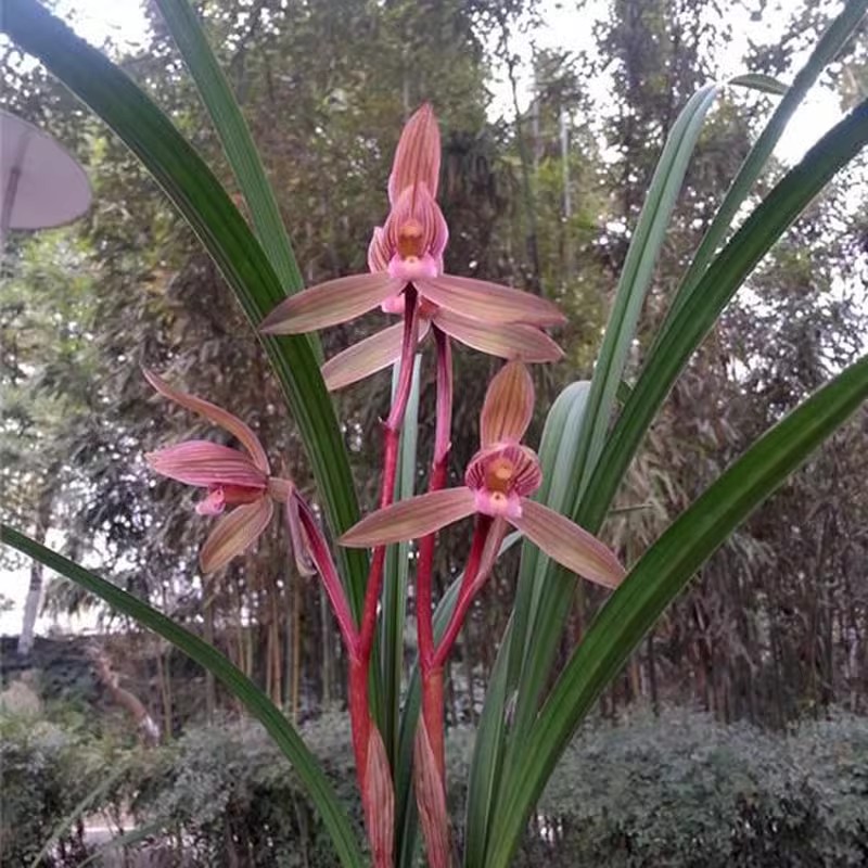 当年开花兰花苗客厅花卉阳台盆栽浓香兰花春剑鸟嘴红素自然种植-图0