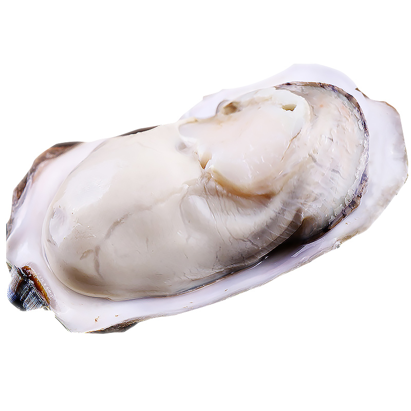 Oysters seafood aquatic products Rushan oysters in shell