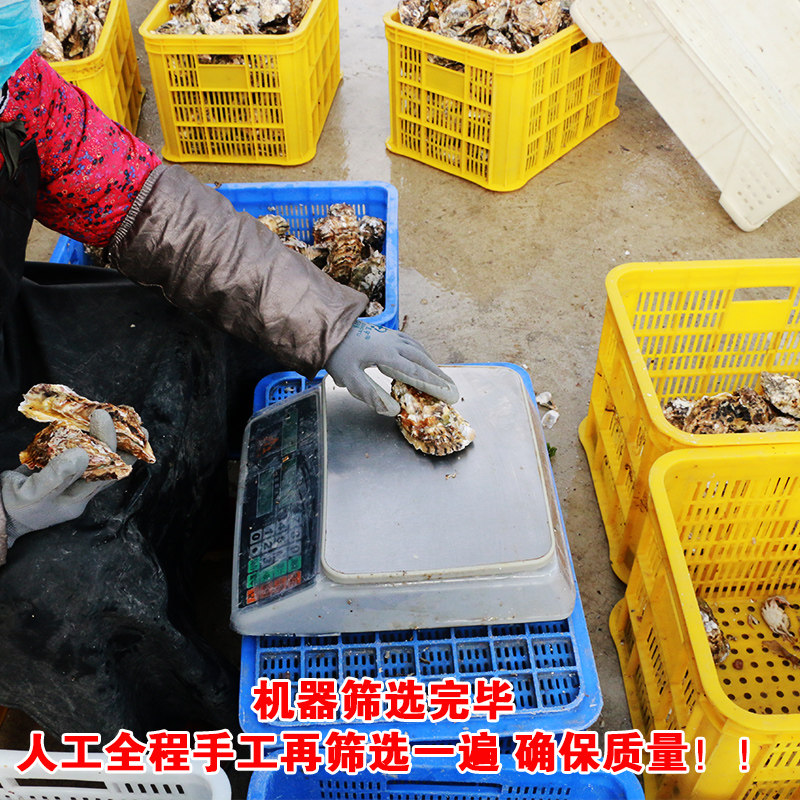 正宗鲜活乳山牡蛎新鲜海鲜水产肉 带壳大生蚝海蛎子10斤装3XL特大,淘宝优惠券,粉丝福利购,淘宝优惠卷