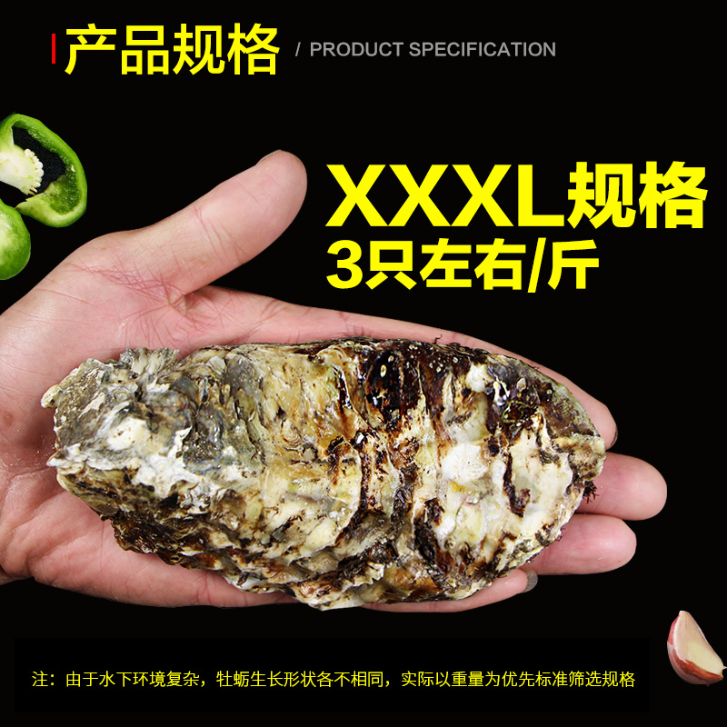 正宗鲜活乳山牡蛎新鲜海鲜水产肉 带壳大生蚝海蛎子10斤装3XL特大,淘宝优惠券,粉丝福利购,淘宝优惠卷
