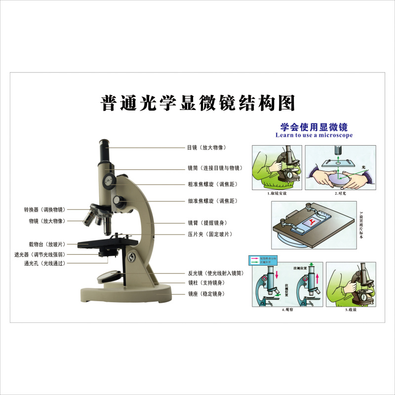 初高中生物知识动植物细胞结构病毒细菌模式图挂食物链花结构墙贴 - 图2