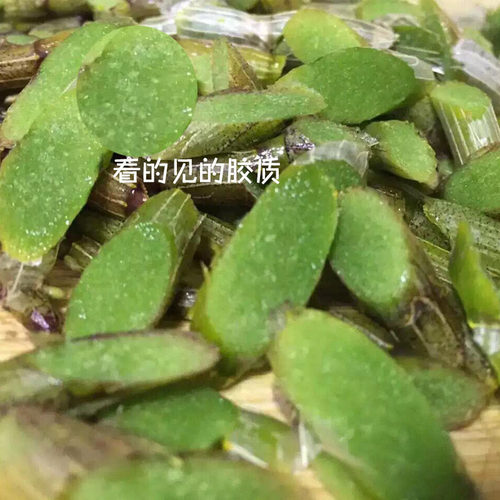 雁荡山树上生长铁皮石斛鲜条石斛500克四年霍山正宗枫斗非霍山 - 图3